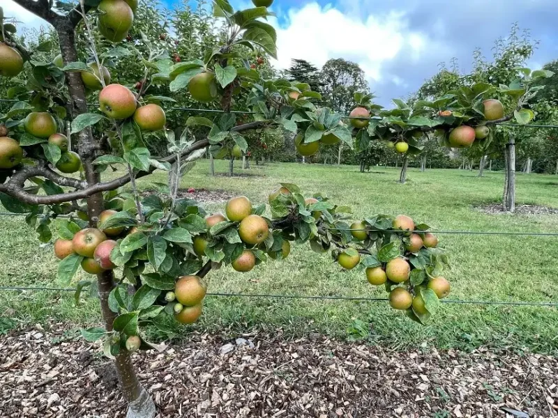 Apple trees
